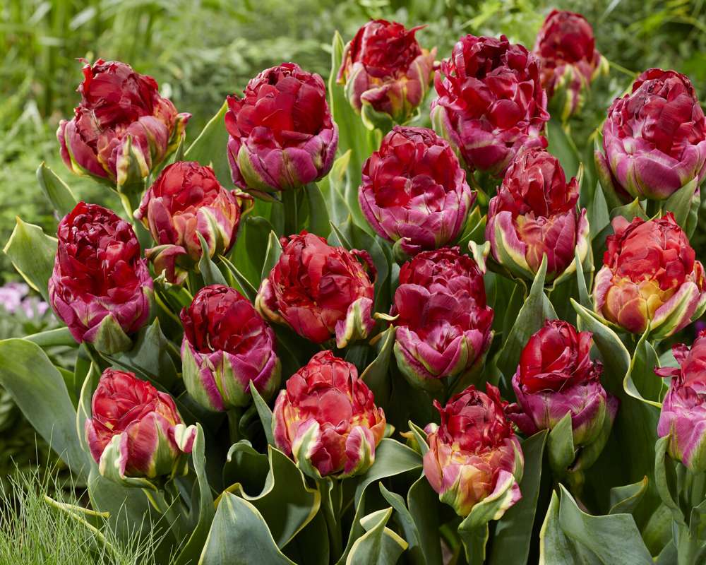 Tulipan 'Ice Cream Cranberry Sorbet + Cranberry' (Storkøb) - 50 løg